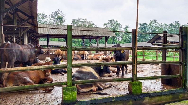 DIJUAL tanah  murah 9 Ha di Rangkas Bitung - Lebak - Banten