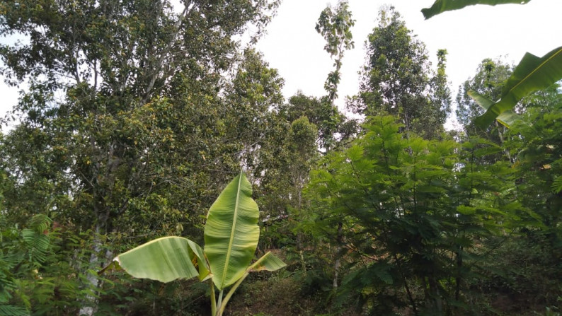 Freehold land with 6700 sqm located at Tigawasa village, Buleleng.