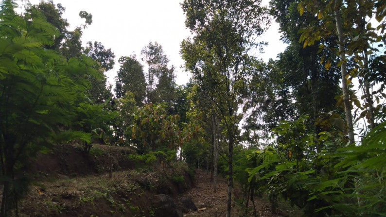 Freehold land with 6700 sqm located at Tigawasa village, Buleleng.