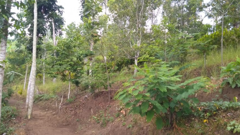 Freehold land with 6700 sqm located at Tigawasa village, Buleleng.