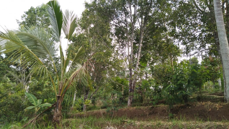 Freehold land with 6700 sqm located at Tigawasa village, Buleleng.