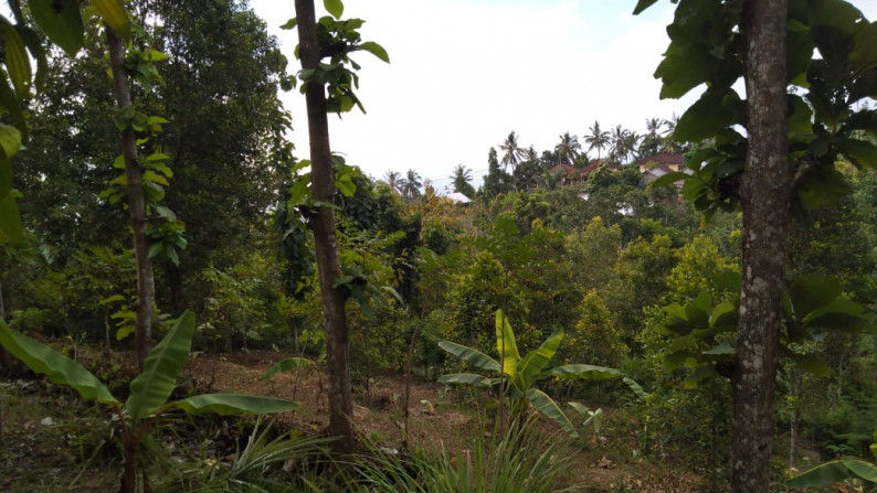 Freehold land with 6700 sqm located at Tigawasa village, Buleleng.