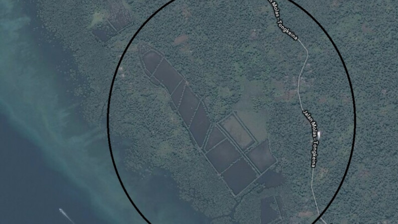 MANADO, WORI, TONGKAINA #AW