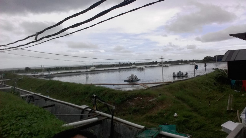 TAMBAK UDANG  SELUAS 29.875 METER PERSEGI, DI JL DENDELS, GRABAG, PURWOREJO