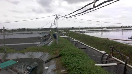 TAMBAK UDANG  SELUAS 29.875 METER PERSEGI, DI JL DENDELS, GRABAG, PURWOREJO