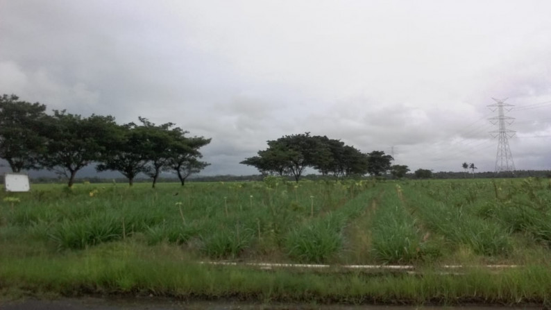 TANAH SAWAH SELUAS 6500 METER PERSEGI, DI DESA TUNJUNGAN, NGOMBOL, PURWOREJO