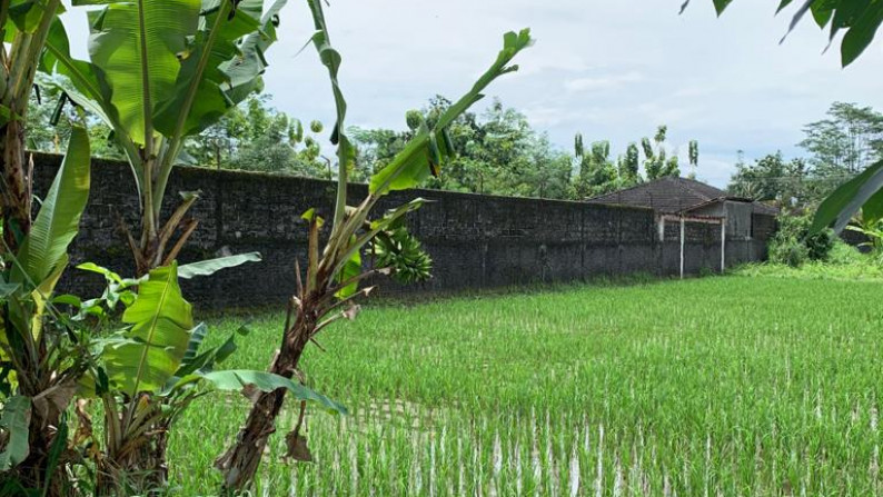 TANAH SAWAH SELUAS 588 METER PERSEGI, UMBULMARTANI, SLEMAN