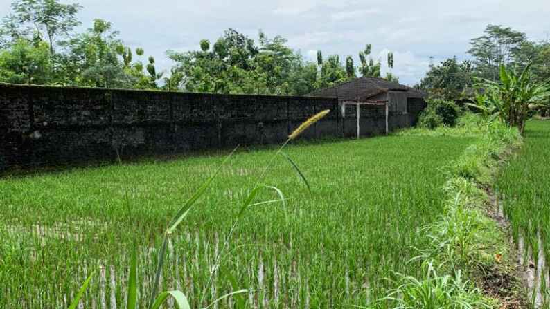 TANAH SAWAH SELUAS 588 METER PERSEGI, UMBULMARTANI, SLEMAN