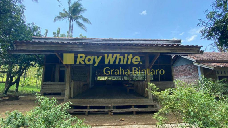 Tanah / Kavling Kebun Jati Citeureup - Tanjung Lesung