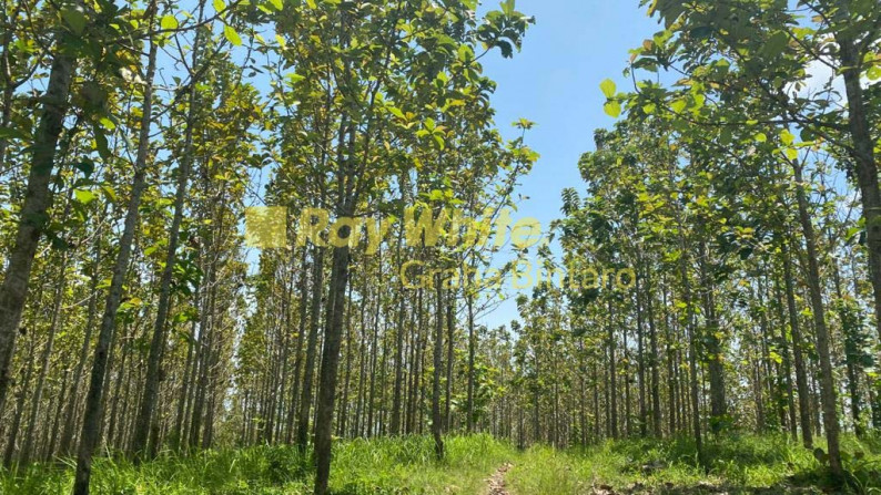 Tanah / Kavling Kebun Jati Citeureup - Tanjung Lesung