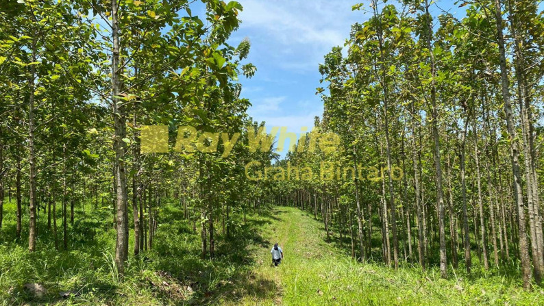 Tanah / Kavling Kebun Jati Citeureup - Tanjung Lesung