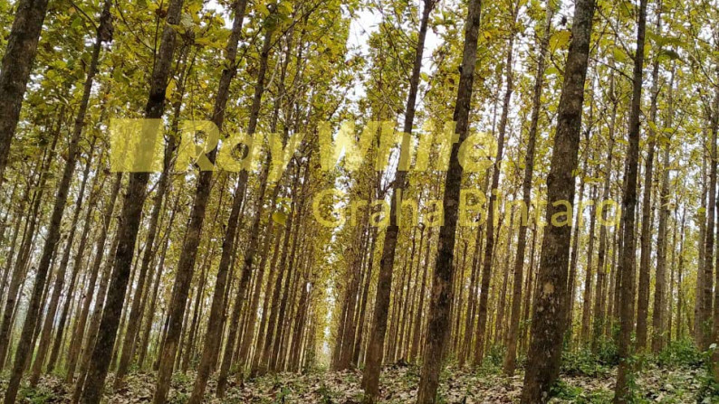 Tanah / Kavling Kebun Jati Citangkil - Tanjung Lesung