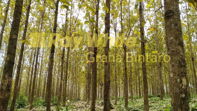 Tanah / Kavling Kebun Jati Citangkil - Tanjung Lesung