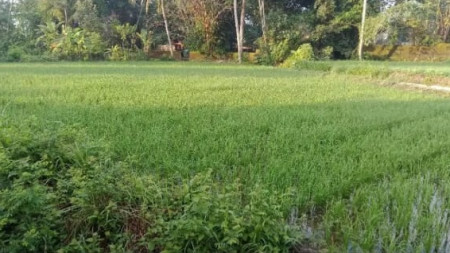 TANAH SAWAH DI JL RAYA CANGKRINGAN, NGEMPLAK SLEMAN