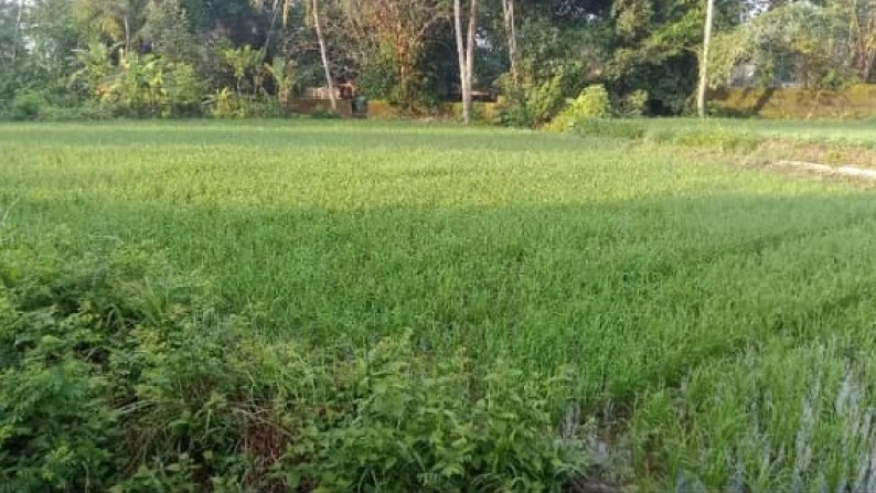 TANAH SAWAH DI JL RAYA CANGKRINGAN, NGEMPLAK SLEMAN