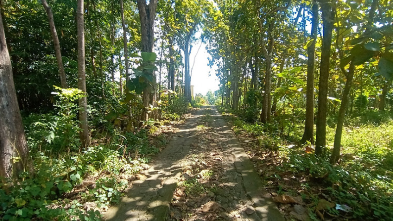 TANAH SELUAS 5812 METER PERSEGI BONUS RUMAH, DI DSN SAMBENG, GUNUNG KIDUL