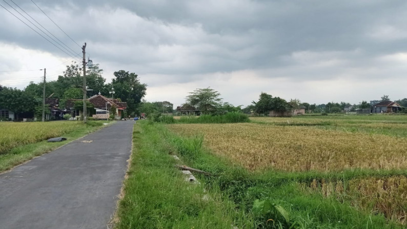 Sawah daerah Berbah - Sleman