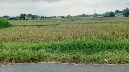 Sawah daerah Berbah - Sleman