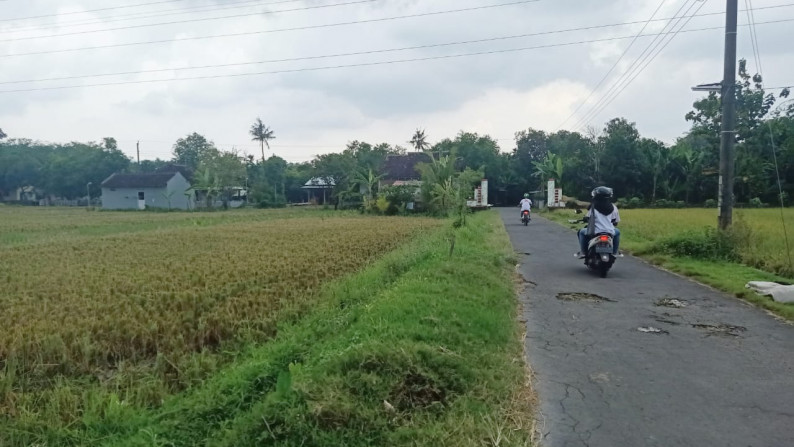 Sawah daerah Berbah - Sleman