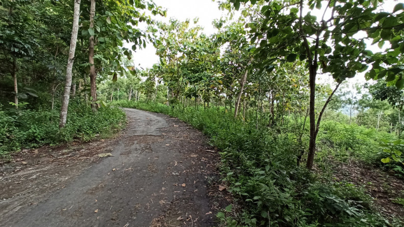 TANAH SELUAS 6898 METER PERSEGI, DI KAYEN, PAJANGAN, BANTUL