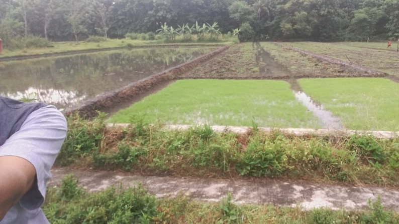 TANAH SAWAH 900 METER PERSEGI DI ARGOSARI, SEDAYU, BANTUL