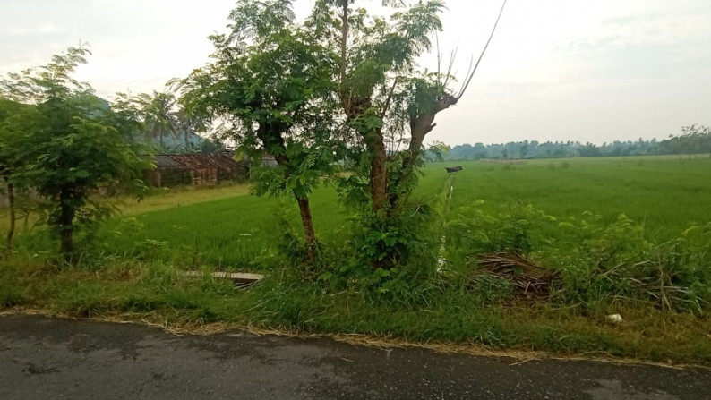 TANAH SAWAH SELUAS 1001 METER PERSEGI, DI SIDOLUHUR, GODEAN, SLEMAN