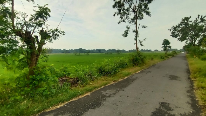 TANAH SAWAH SELUAS 1001 METER PERSEGI, DI SIDOLUHUR, GODEAN, SLEMAN