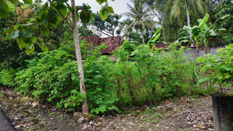 TANAH PEKARANGAN 787 METER PERSEGI, DI NGUNUT PLAYEN, GUNUNG KIDUL