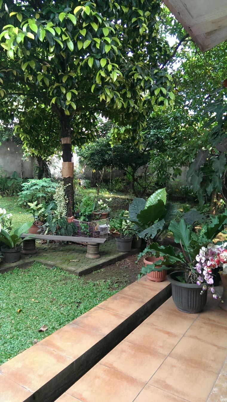 RUMAH LUAS DI PLADEN BINTARO #ANN