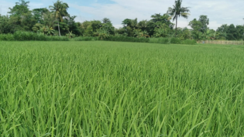 Jual Tanah Sawah Sleman Yogyakarta