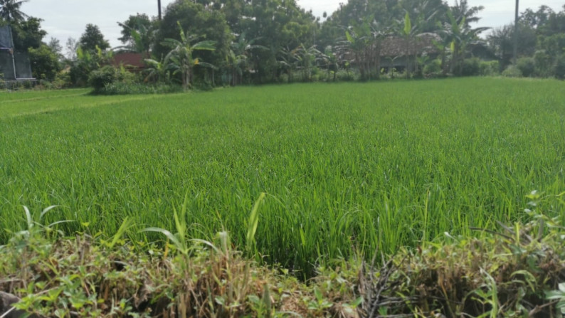 Jual Tanah Sawah Sleman Yogyakarta