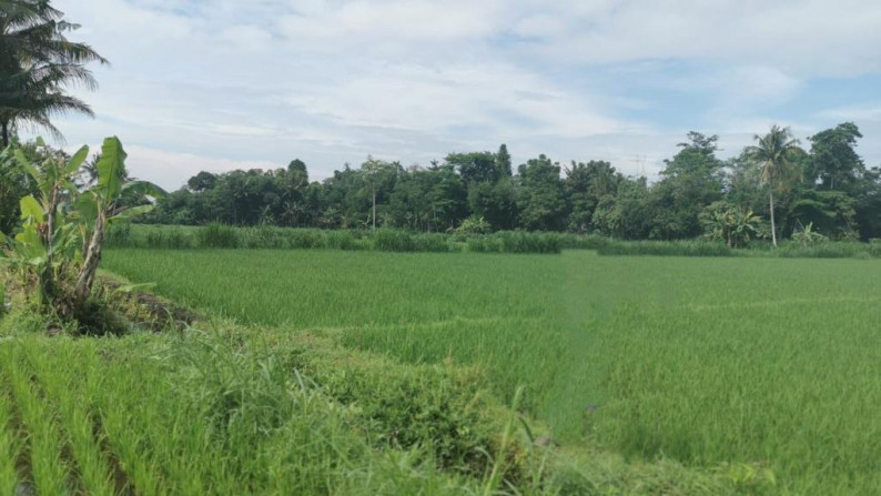 Jual Tanah Sawah Sleman Yogyakarta