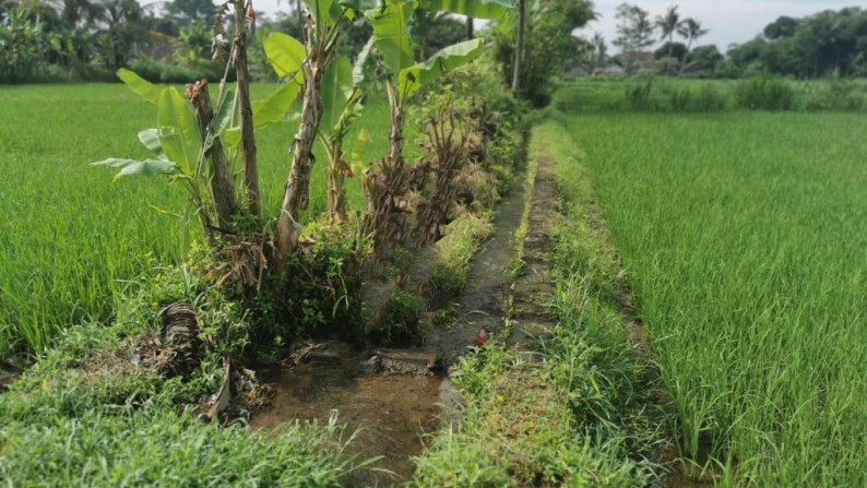 Jual Tanah Sawah Sleman Yogyakarta