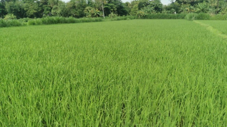 Jual Tanah Sawah Sleman Yogyakarta