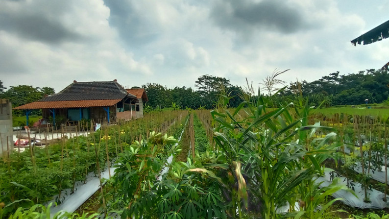 TANAH SAWAH 1952 METER PERSEGI DI JL KEBON AGUNG, SLEMAN