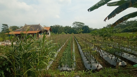 TANAH SAWAH 1952 METER PERSEGI DI JL KEBON AGUNG, SLEMAN