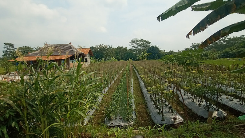 TANAH SAWAH 1952 METER PERSEGI DI JL KEBON AGUNG, SLEMAN
