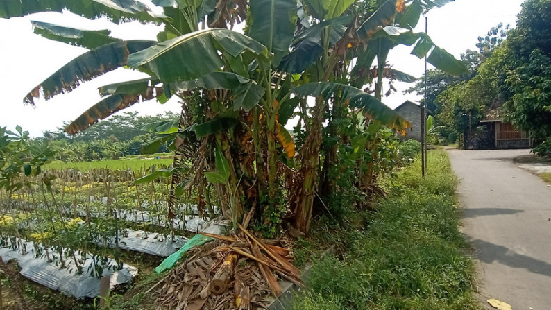 TANAH SAWAH 1952 METER PERSEGI DI JL KEBON AGUNG, SLEMAN
