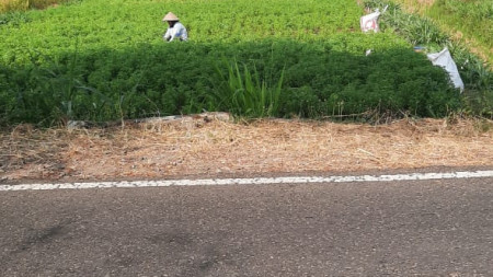 TANAH SAWAH 835 METER PERSEGI, DI JL DEANDLES, PANJATAN, KULONPROGO