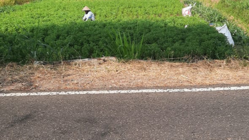 TANAH SAWAH 835 METER PERSEGI, DI JL DEANDLES, PANJATAN, KULONPROGO