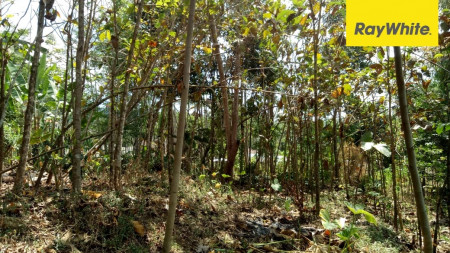 Dijual Cepat Tanah SHM Strategis di Desa Dayurejo, Pandaan, Jawa Timur