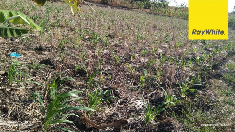 Dijual Tanah Nol Jalan Raya di Sidowungu Menganti, Gresik