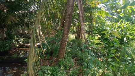 Tanah Pekarangan Dusun Kepitu Trimulyo Sleman Yogyakarta