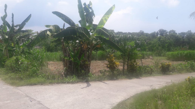 TANAH PEKARANGAN DEKAT GEDUNG KAMPUS JANABRADA KULONPROGO