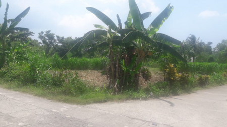 TANAH PEKARANGAN DEKAT GEDUNG KAMPUS JANABRADA KULONPROGO