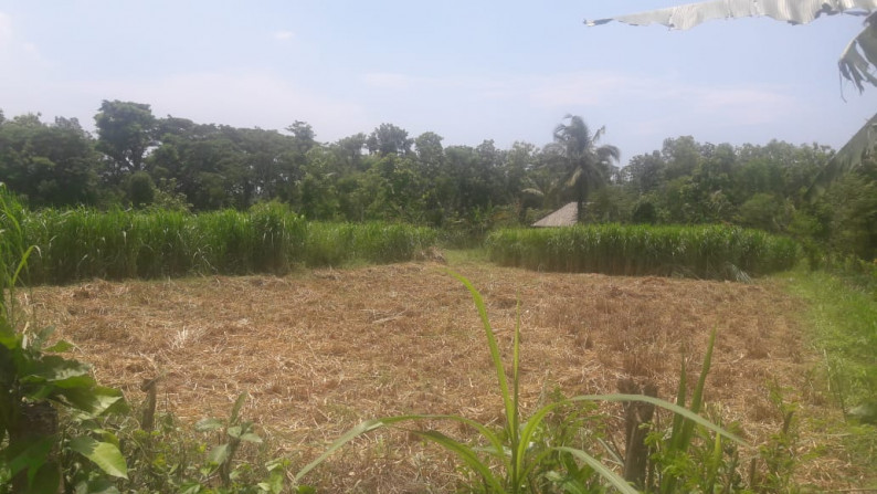 TANAH PEKARANGAN DEKAT GEDUNG KAMPUS JANABRADA KULONPROGO