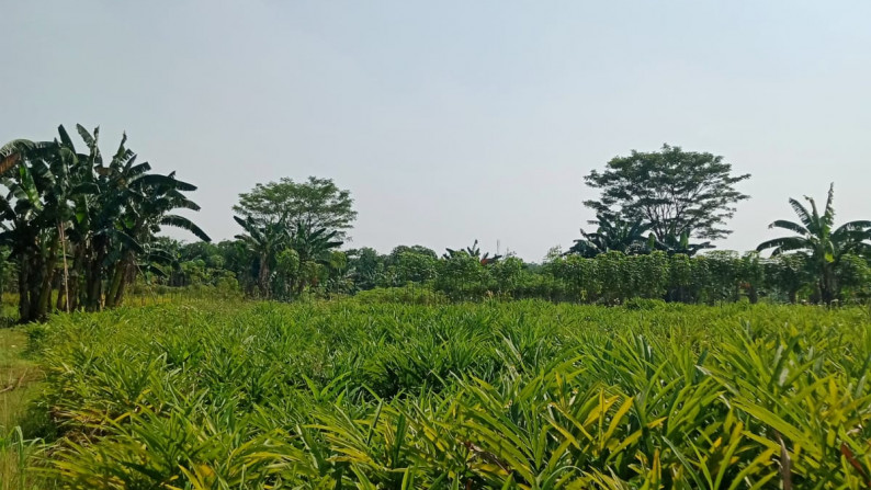 Kavling Siap Bangun dan Cocok Untuk Cluster @Kampung Cikuda, Gunung Putri, Bogor