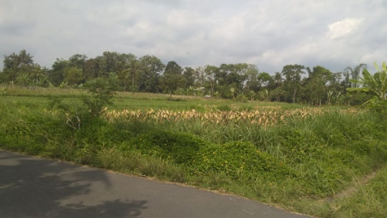 TANAH SAWAH SELUAS 1633 METER PERSEGI, DI JL PALAGAN, NGAGLIK, SLEMAN