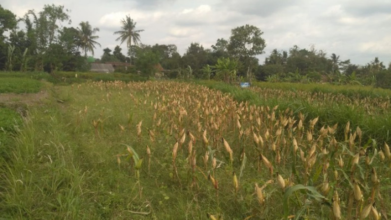 TANAH SAWAH SELUAS 1633 METER PERSEGI, DI JL PALAGAN, NGAGLIK, SLEMAN