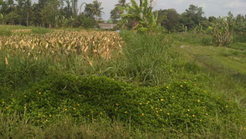 TANAH SAWAH SELUAS 1633 METER PERSEGI, DI JL PALAGAN, NGAGLIK, SLEMAN